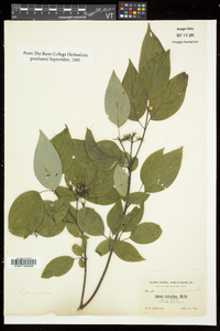 Cornus sericea subsp. sericea image