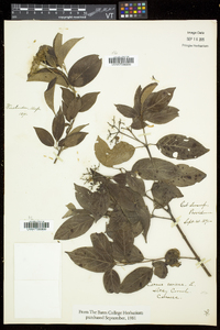 Cornus sericea subsp. sericea image