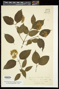 Cornus sericea subsp. sericea image