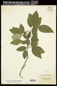 Cornus sericea subsp. sericea image