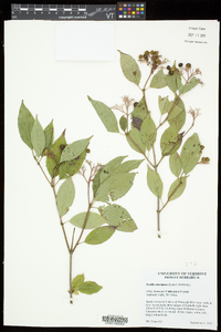 Cornus racemosa image