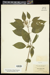 Cornus sericea subsp. sericea image