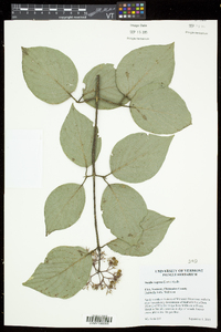 Cornus rugosa image