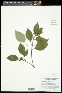 Cornus sericea subsp. sericea image