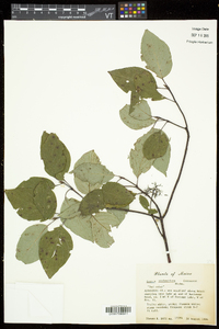 Cornus sericea subsp. sericea image