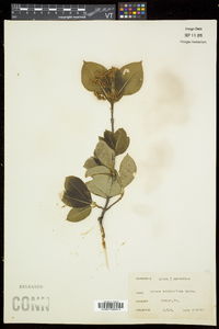 Cornus sericea subsp. sericea image