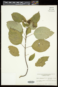 Cornus sericea subsp. sericea image