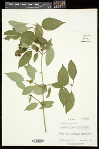 Cornus sericea subsp. sericea image