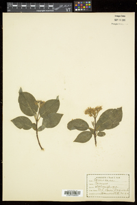 Cornus sericea subsp. sericea image