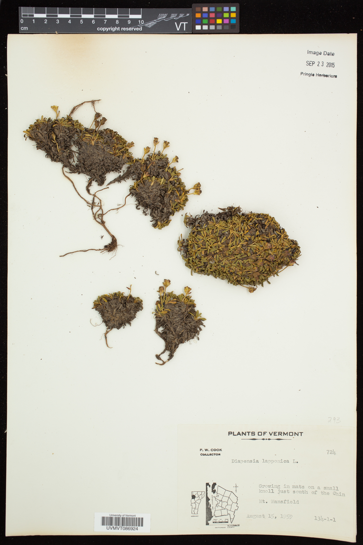 Diapensia lapponica subsp. lapponica image