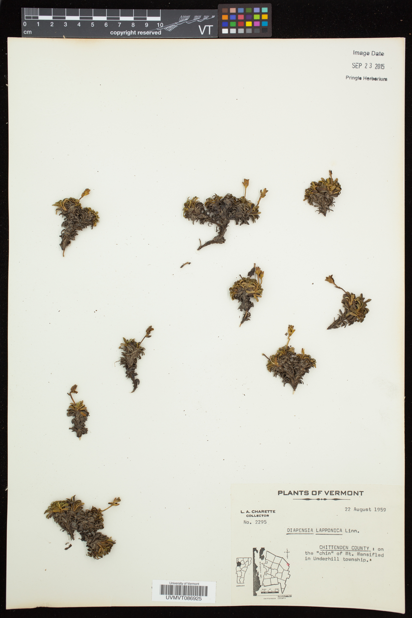 Diapensia lapponica subsp. lapponica image