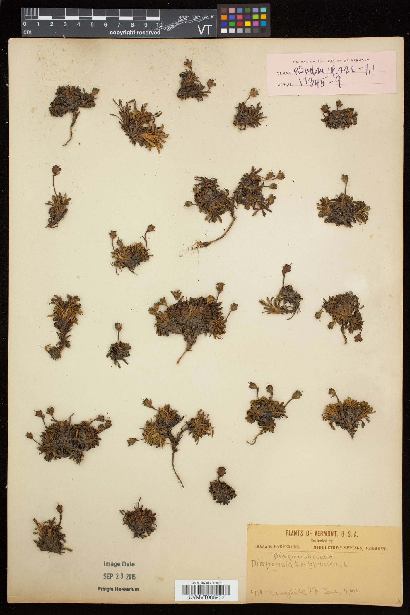 Diapensiaceae image