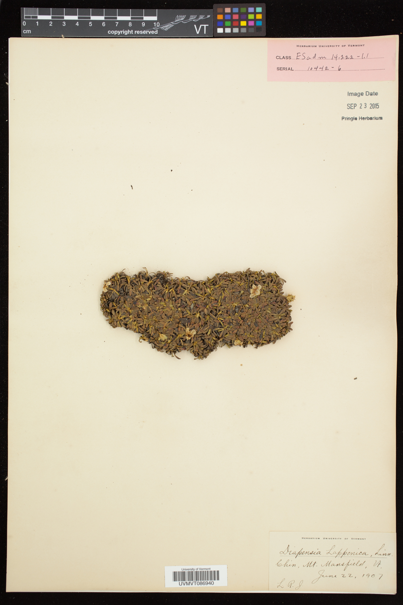 Diapensia lapponica image