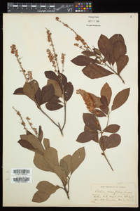 Clethra alnifolia image