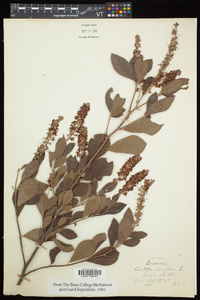 Clethra alnifolia image