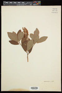 Clethra alnifolia image