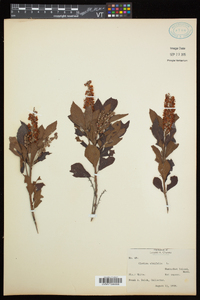 Clethra alnifolia image