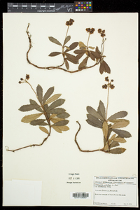 Chimaphila umbellata subsp. cisatlantica image