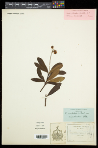 Chimaphila umbellata image