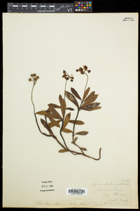 Chimaphila umbellata image