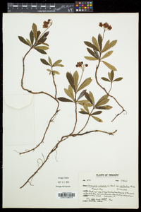 Chimaphila umbellata image