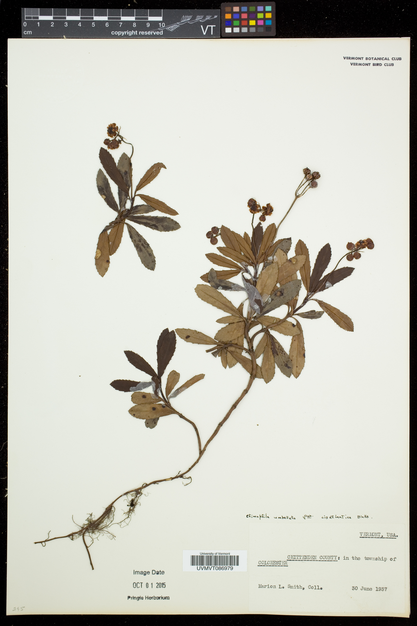 Chimaphila umbellata subsp. cisatlantica image