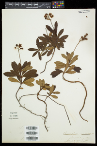 Chimaphila umbellata image