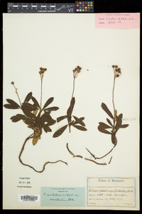 Chimaphila umbellata subsp. cisatlantica image