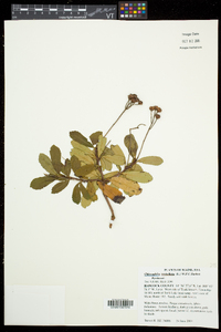 Chimaphila umbellata subsp. cisatlantica image