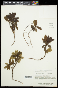 Chimaphila umbellata subsp. cisatlantica image