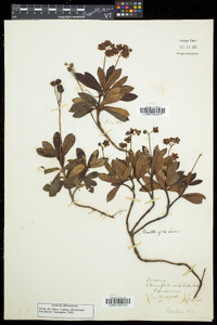 Chimaphila umbellata image