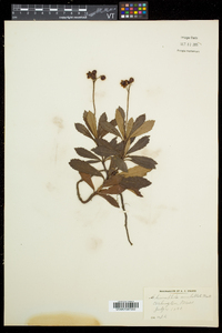 Chimaphila umbellata subsp. cisatlantica image