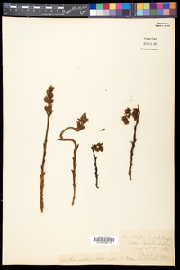 Hypopitys monotropa image