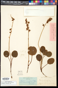 Pyrola asarifolia image