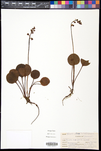 Pyrola asarifolia image