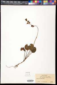 Pyrola asarifolia image