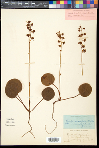 Pyrola asarifolia image