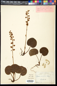 Pyrola asarifolia image