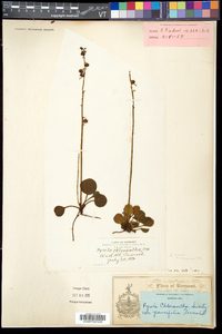 Pyrola chlorantha image