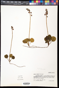 Pyrola chlorantha image