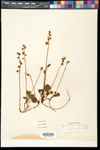 Pyrola chlorantha image