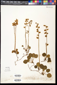 Pyrola chlorantha image