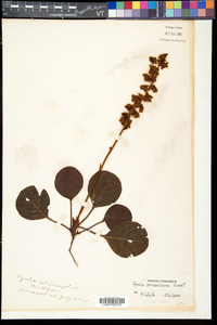 Pyrola americana image