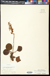 Pyrola americana image