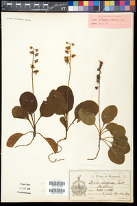 Pyrola elliptica image