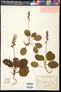 Pyrola elliptica image