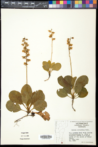 Pyrola elliptica image