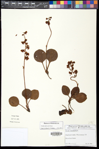 Pyrola americana image