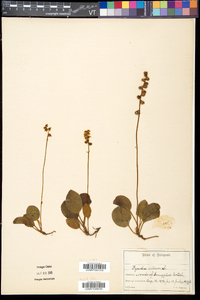 Pyrola minor image