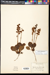 Pyrola americana image